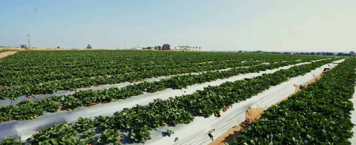 Scene from the Egypt Forum 2026 documentary on Egypt's water security strategy