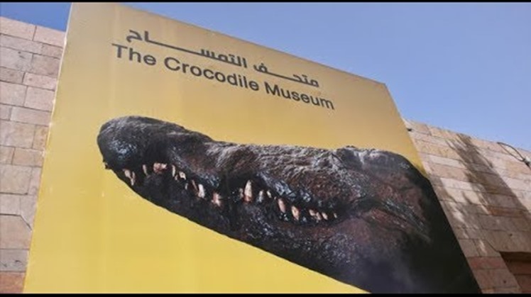 crocodile 