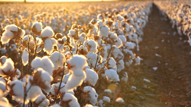   Egypt's government is pumping a $1.2 billion (LE 21 Billion) investment to promote the added value of Egyptian cotton, in an effort to develop the country’s textile industry. 
