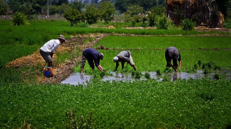 Egypt is planning to import 800,000 tonnes of wheat during this year’s harvest season following a request from President Abdel Fattah al-Sisi, the Supply Minister said on Thursday.