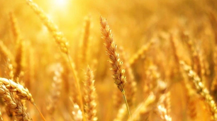 Egypt has purchased 3.5 million tonnes of wheat from local farmers during the current harvest season which began on 15 April and will end on 15 July.