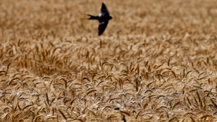 Egypt has harvested around 1.2 million feddans of wheat since the beginning of its domestic wheat harvest season in mid-April, Egypt's Minister of Agriculture El-Sayed El-Quseir said on Sunday. 
