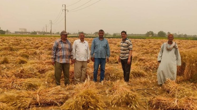 Farmers in governorates of Fayoum, Sohag, Minya and Aswan (Upper Egypt) have began to supply the locally-produced wheat to the Ministry of Supply, said the Ministry of Agriculture in a statement on Monday. 