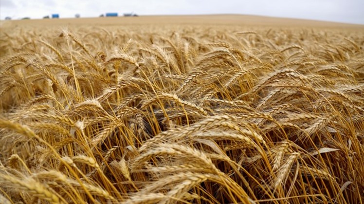 Egypt has reserves of 4.1 million tons of wheat so far: Supply min.