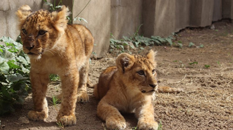 Giza Zoo be renovated in return for usufruct, not ownership: Egypt's Ministry of Agriculture