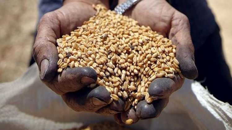 Strategic wheat reserve sufficient for 4.6 months: Egypt's Supply min.
