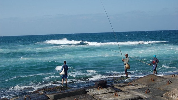 Egypt's production of fish has increased to 1.8 million tons annually, Minister of Agriculture and Land Reclamation Ezz El Din Abu Steit said.
