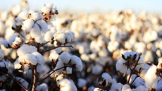  The Central Agency for Public Mobilization and Statistics (CAPMAS) stated that Egyptian exports of cotton in the fourth quarter of the 2018-2019 agricultural season stood at 190,400 metric quintals, marking a 120.9 percent rise in comparison with the sam