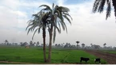 Egypt seeks to create integrated rural community in new villages