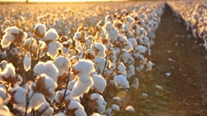 3 new cotton gins established at costs of LE 200M