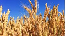 Egypt has wheat storage of 6 months as imports from Russia, Ukraine becomes difficult
