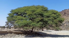 Egypt plants 7.2M trees within target due by July 2023